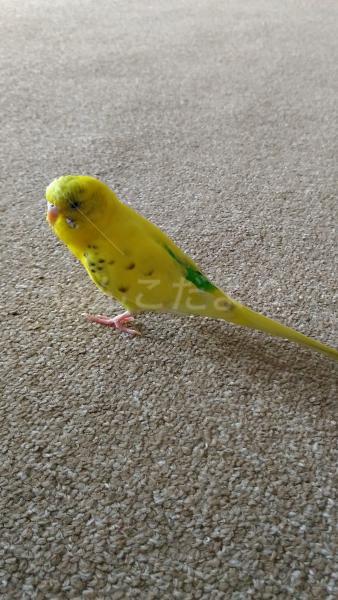 保護鳥の写真
