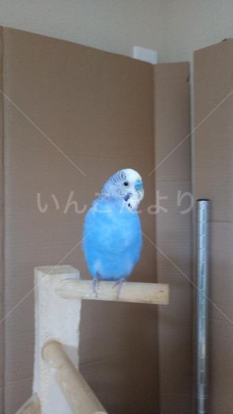保護鳥の写真