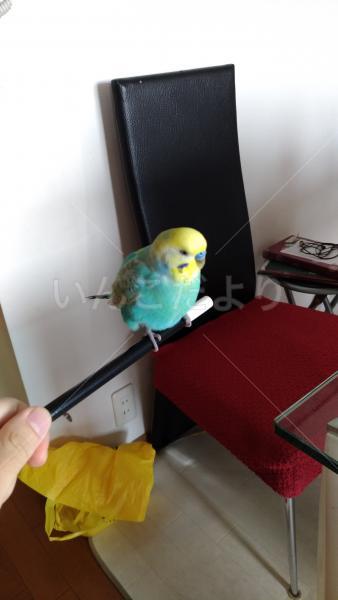 保護鳥の写真