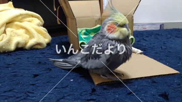 保護鳥の写真