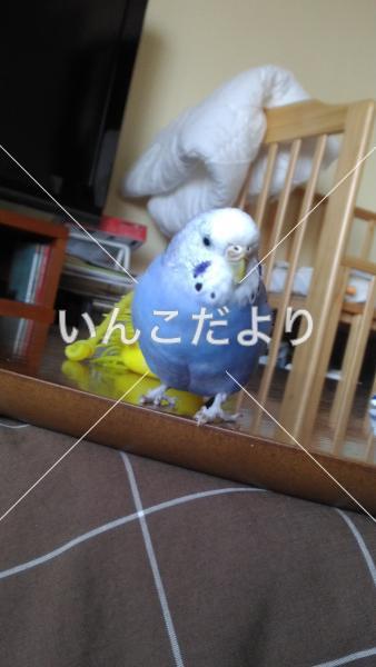 迷い鳥の写真