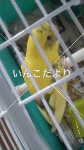 保護鳥の写真