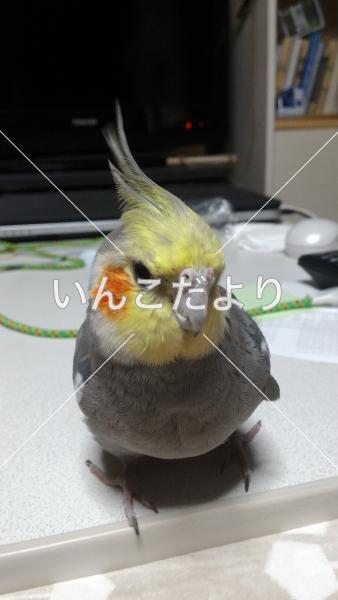 迷い鳥の写真