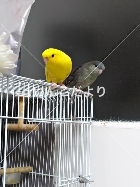 迷い鳥の写真