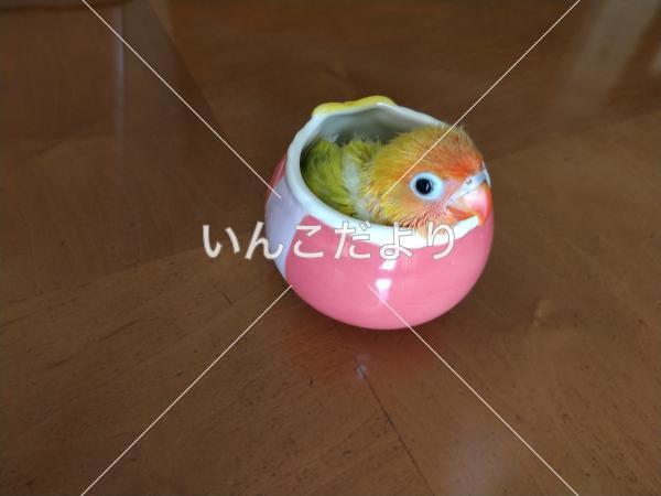 迷い鳥の写真