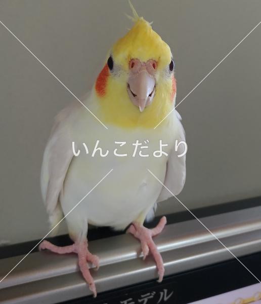迷い鳥の写真