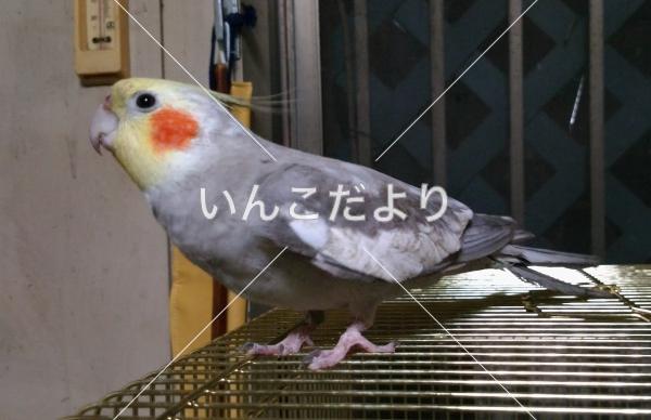 保護鳥の写真