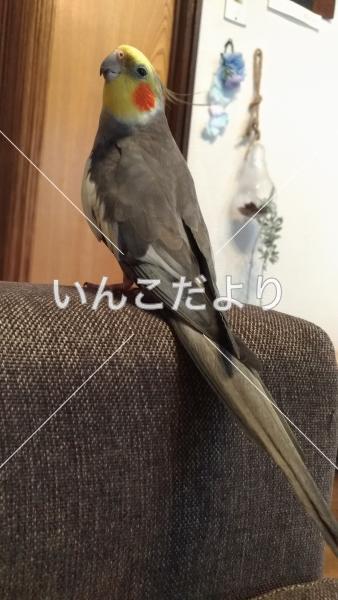 迷い鳥の写真