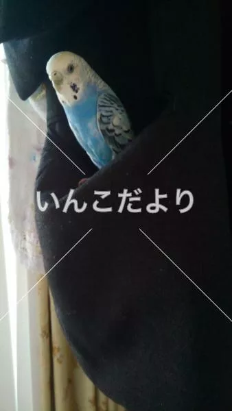 迷い鳥の写真