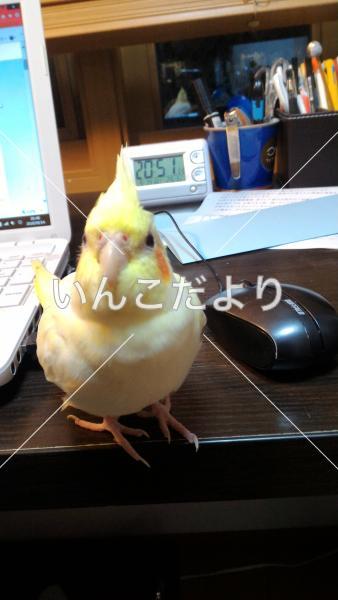 迷い鳥の写真
