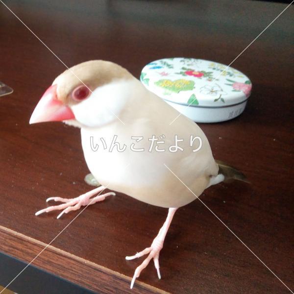 迷い鳥の写真