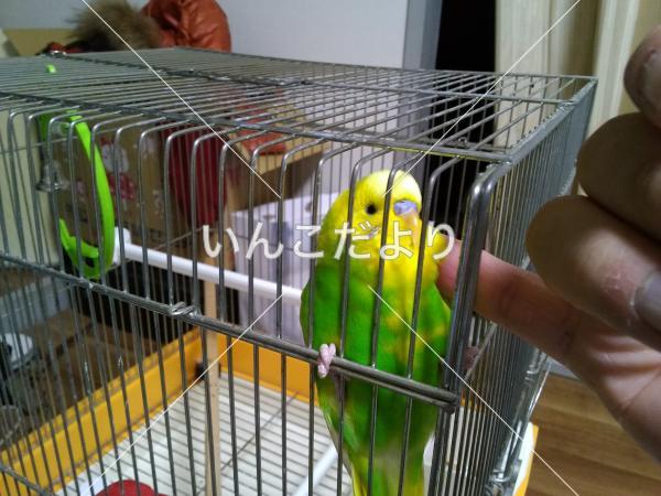 迷い鳥の写真