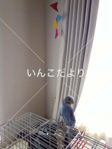 迷い鳥の写真