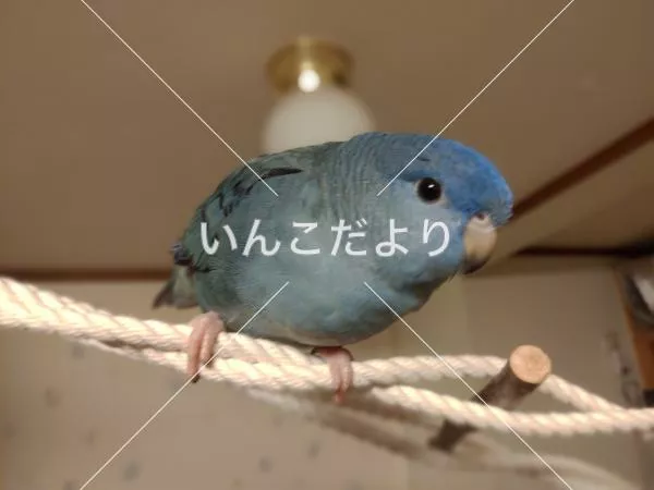 迷い鳥の写真