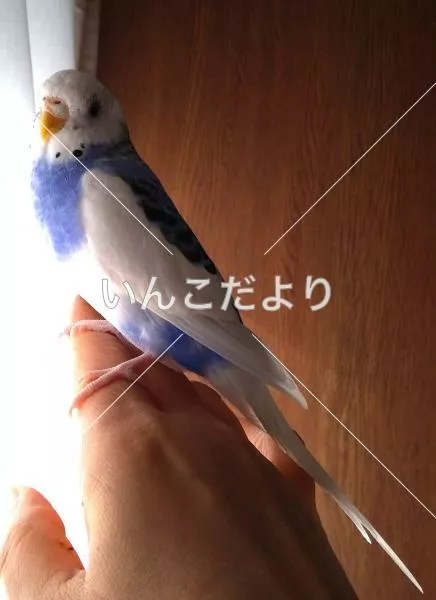 迷い鳥の写真