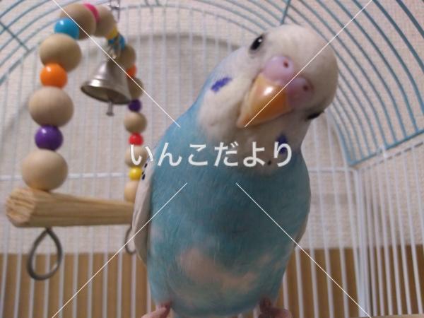 保護鳥の写真