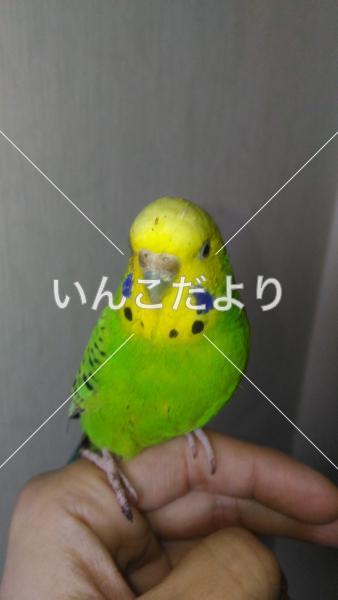 迷い鳥の写真