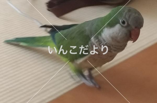 迷い鳥の写真