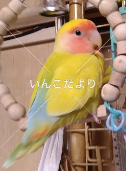 迷い鳥の写真