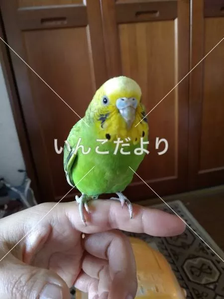 保護鳥の写真