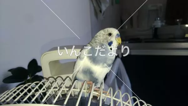 保護鳥の写真