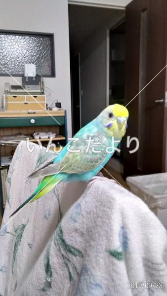 迷い鳥の写真