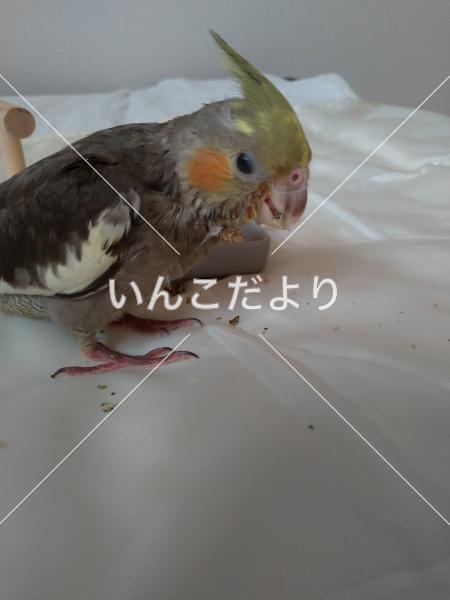 迷い鳥の写真