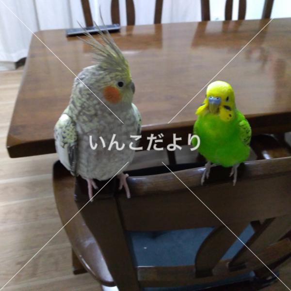 迷い鳥の写真