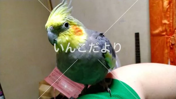 保護鳥の写真