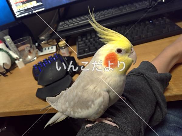 迷い鳥の写真