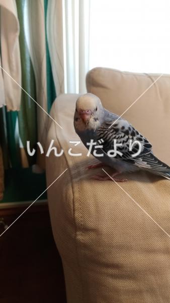 保護鳥の写真