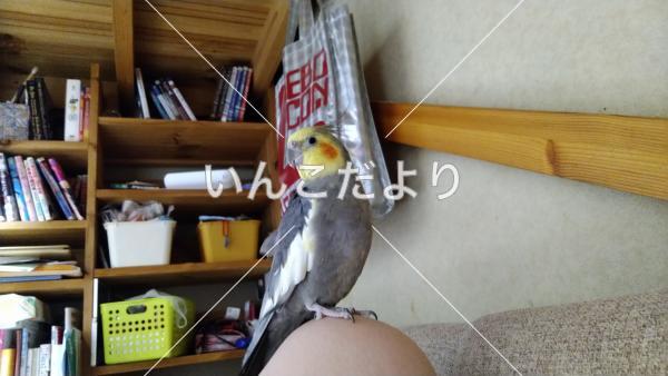 迷い鳥の写真
