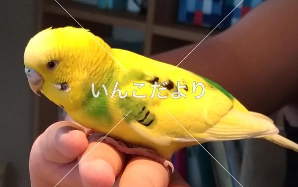 保護鳥の写真