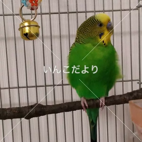 保護鳥の写真