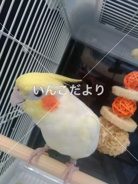 保護鳥の写真