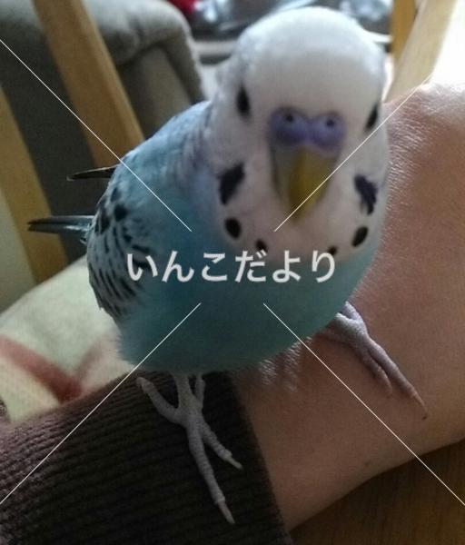 迷い鳥の写真