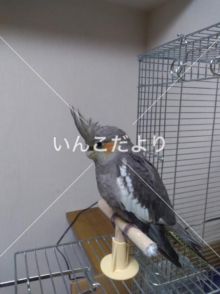 迷い鳥の写真