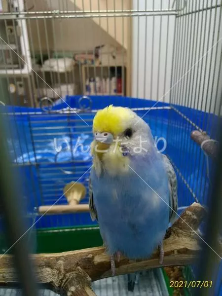 保護鳥の写真