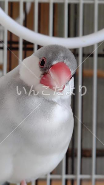 迷い鳥の写真