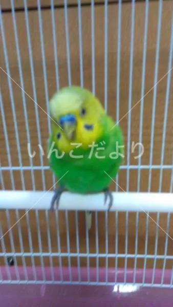 保護鳥の写真