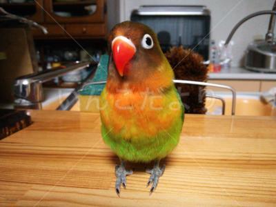 迷い鳥の写真