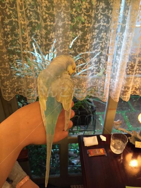 迷い鳥の写真