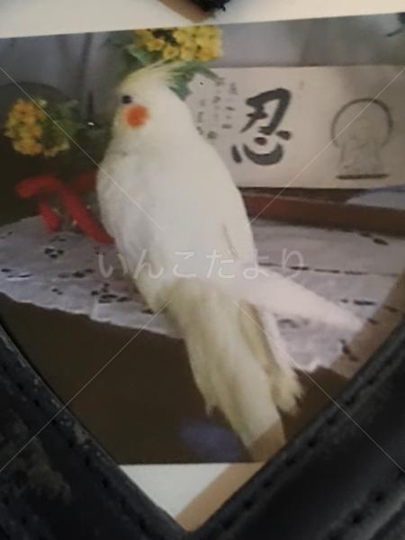 迷い鳥の写真