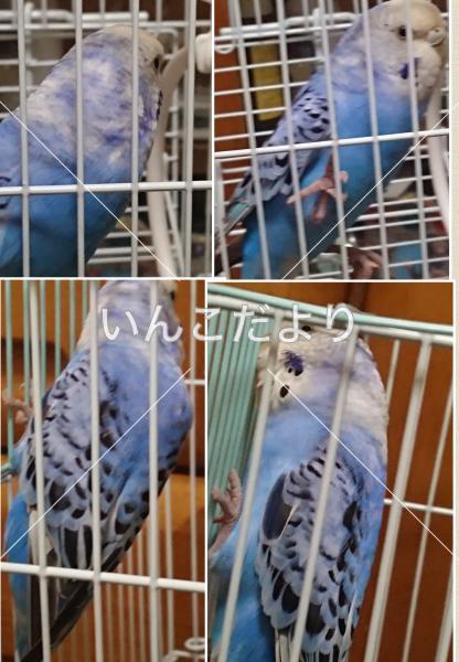 保護鳥の写真