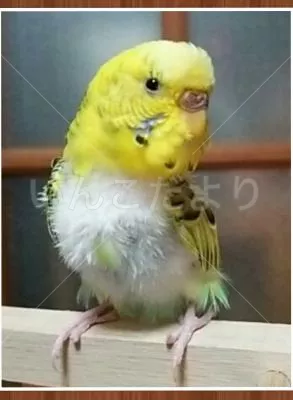 保護鳥の写真