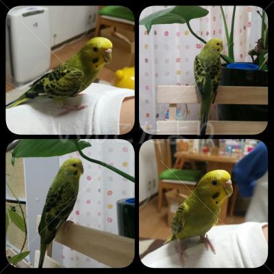 保護鳥の写真