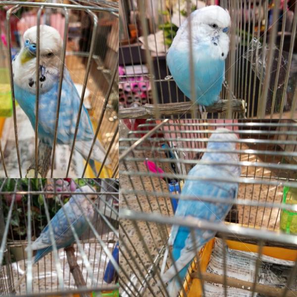 保護鳥の写真