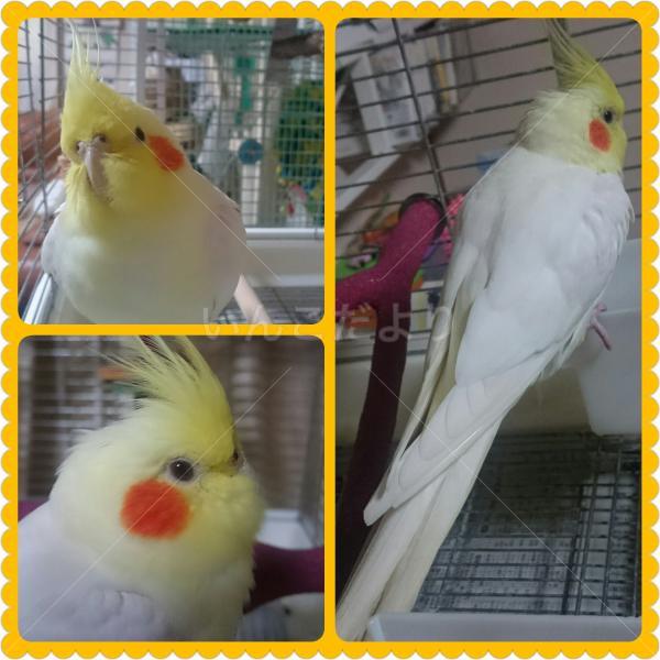 保護鳥の写真