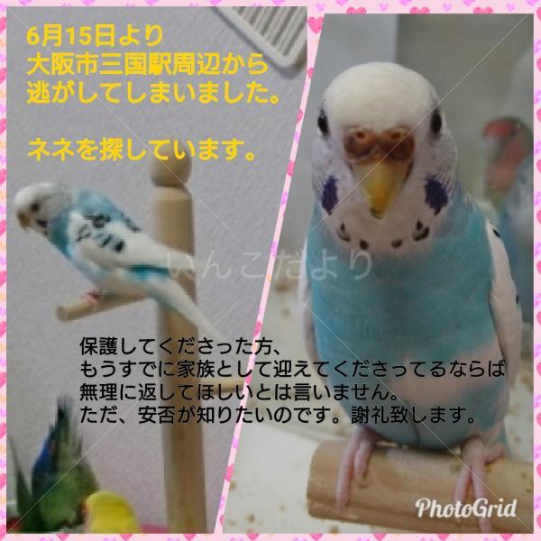 迷い鳥の写真