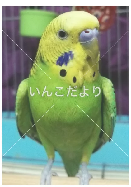 保護鳥の写真